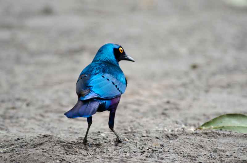140 - Botswana - pajaro Greated blue-eared glossy-sterling - parque nacional de Chobe
